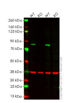 Exosome Panel (Calnexin, CD9, CD63, CD81, Hsp70, TSG101)(AB275018)