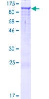 Recombinant Human INT4 protein(AB164892)