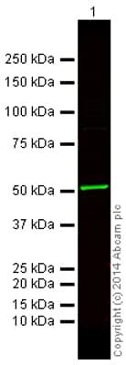 Anti-beta Tubulin antibody - Loading Control(AB6046)