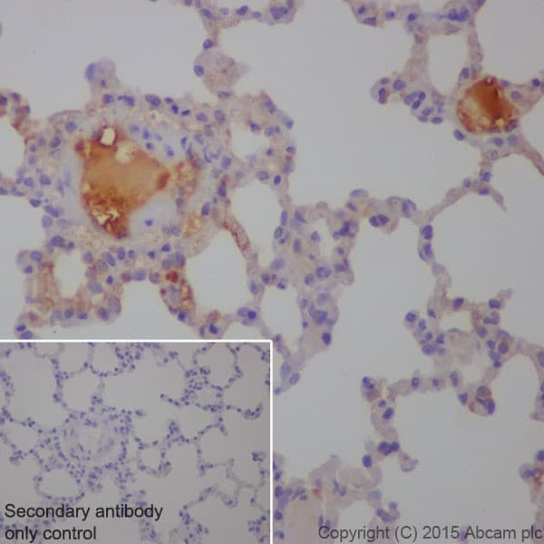 Anti-C3 antibody [EPR19394](AB200999)