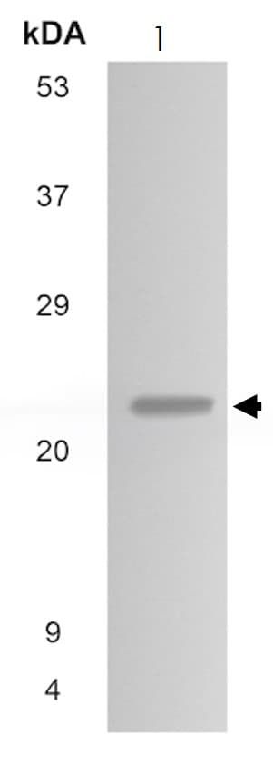Anti-FGF8 antibody [MM0291-8D24](ab89550)