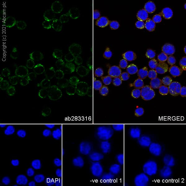 Anti-CD68 antibody [EPR20545] - Mouse IgG1 (Chimeric)(AB283316)