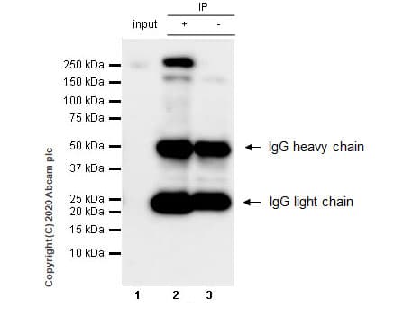 Anti-RNA polymerase II CTD repeat YSPTSPS antibody [1C7](ab252854)