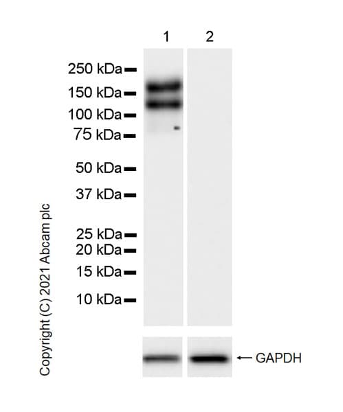 Anti-TIE2 antibody [33](AB280905)