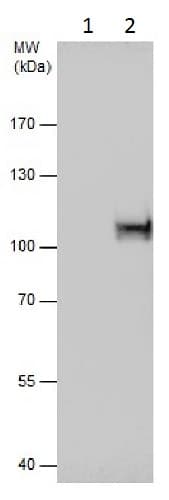Anti-Gephyrin antibody(AB228674)