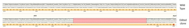 Human DAXX knockout HCT116 cell line(AB287355)