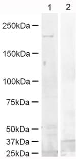 Mouse EGFR peptide(AB15739)