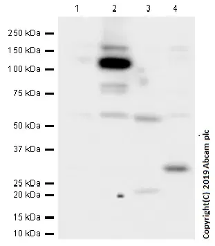 Anti-NLRP3 antibody [EPR23094-1](AB263899)