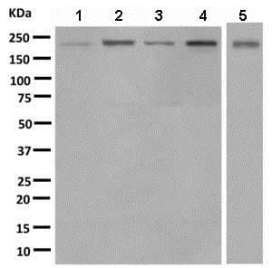 Anti-TARBP1 antibody [EPR8727] - BSA and Azide free(AB248976)