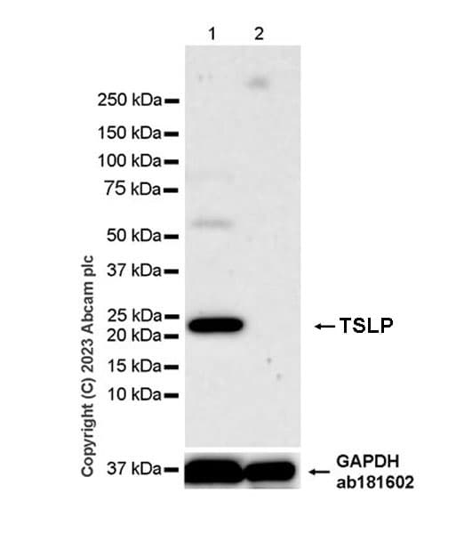 Tslp Antibody Epr25904 38 Bsa And Azide Free Ab309480  Western Blot Img416415