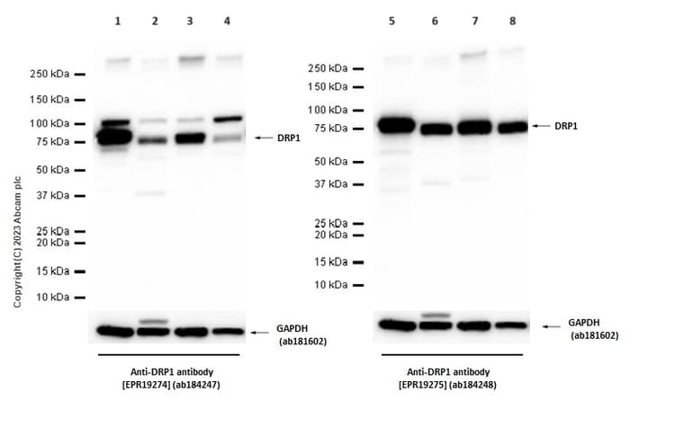 Anti-DRP1 antibody [EPR19274](AB184247)