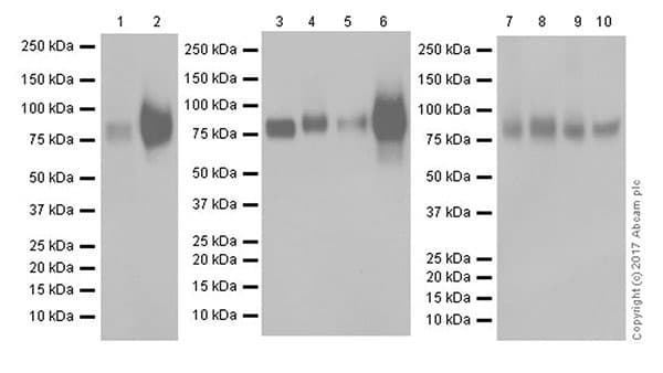 Anti-CD44 antibody [EPR18668](AB189524)