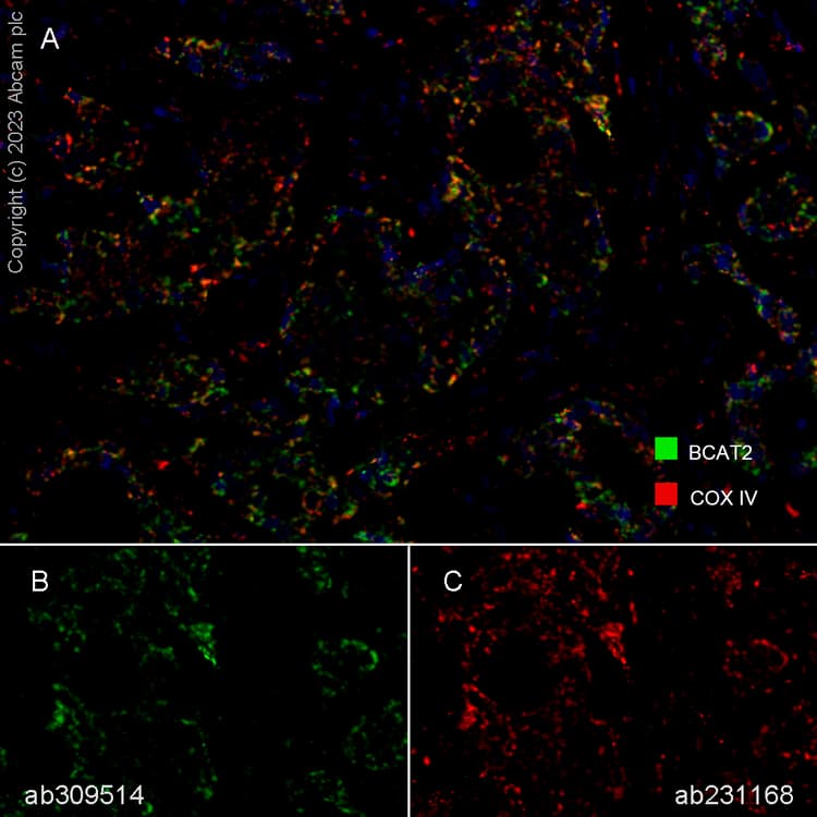 Anti-COX IV antibody [EPR9442(ABC)] - BSA and Azide free(AB231168)