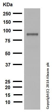 Anti-Dynein intermediate chain 1/DNAI1 antibody [EPR11244-61](AB171964)