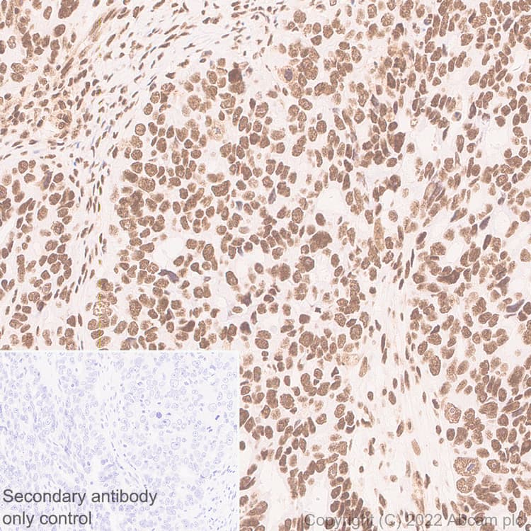Anti-pan Brd4 antibody [EPR25424-71](AB314432)