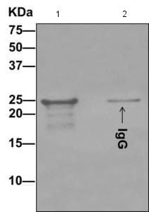 Lsm12 Antibody Epr12282 87 Ab173292  Immunoprecipitation Img73956