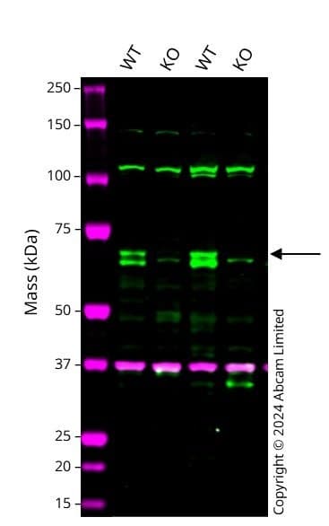 Human Keap1 Knockout Hct116 Cell Line Ab286484  Western Blot Img438847