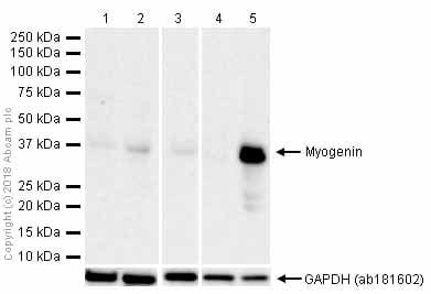 Anti-Myogenin antibody [EPR4789](AB124800)