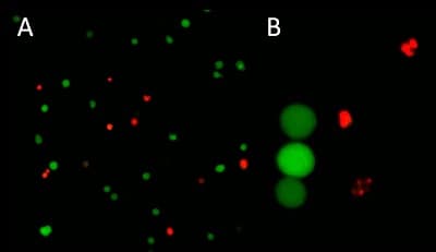 Live and Dead Cell Assay(AB115347)