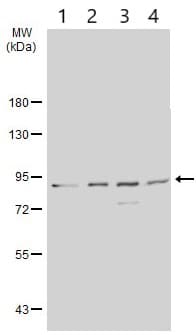 Anti-STAT3 antibody(AB226942)