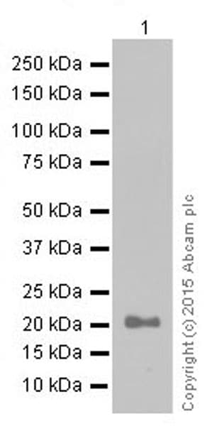 Anti-Claudin 5 antibody [EPR7583](AB131259)