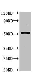 Serinc1 Antibody Ab236894  Western Blot Img33497