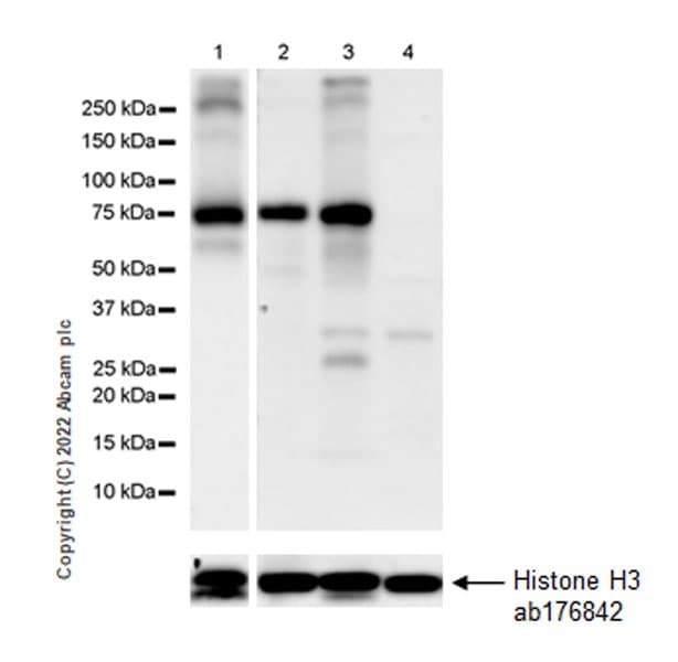 Anti-Histone H3 antibody [EPR16987] - Nuclear Marker and ChIP Grade(AB176842)