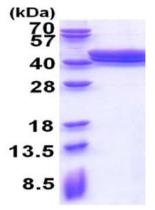 Recombinant Human Phafin-2 protein(AB177709)