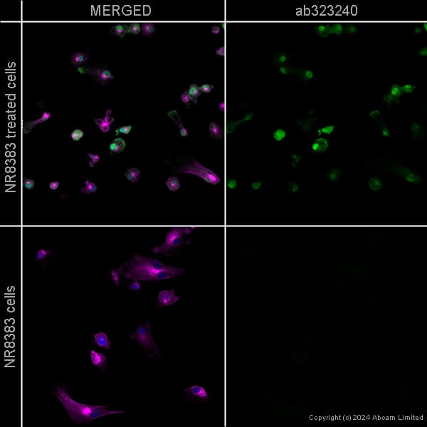 Goat Anti-Chicken IgY H&L (Alexa Fluor® 488) preadsorbed(AB150173)