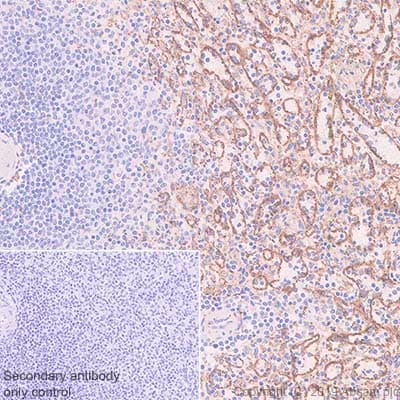 Anti-FCGRT/FCRN antibody [EPR22627-25] - BSA and Azide free(AB256121)