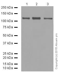 Anti-GM130 antibody [EP892Y] - cis-Golgi Marker(AB52649)