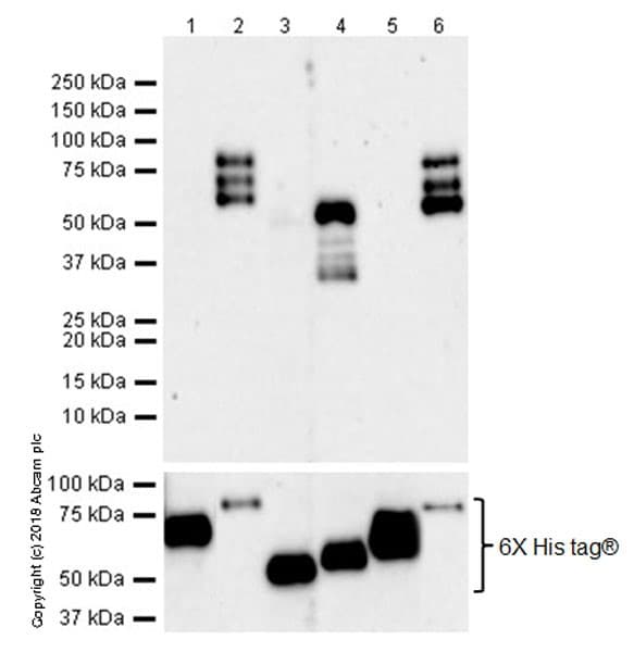 Anti-4R Tau antibody [EPR21725](ab218314)