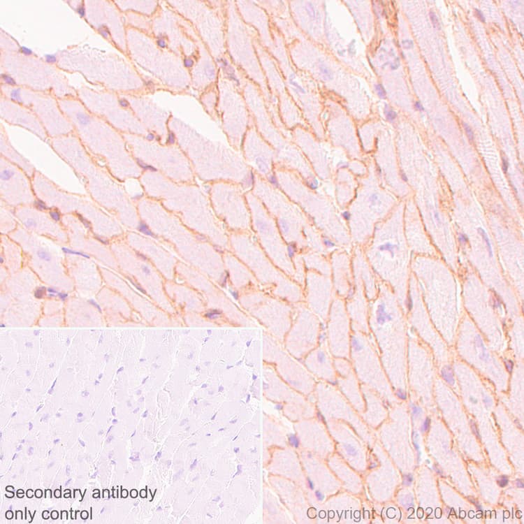 Anti-Dystrophin antibody [EPR23336-129](AB275391)