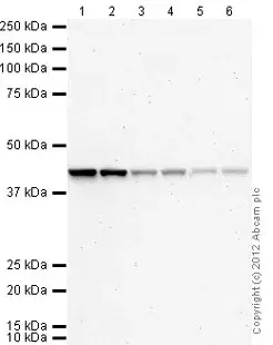 Anti-beta Actin antibody [mAbcam 8226] - Loading Control(AB8226)