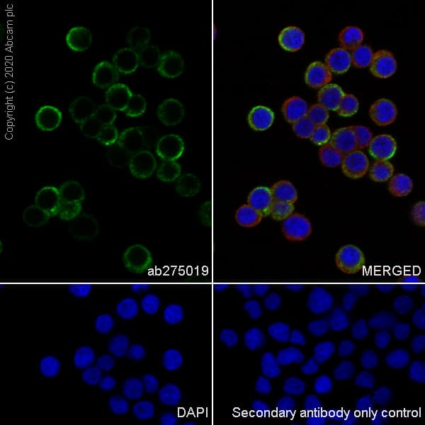 Anti-Chromogranin C/SGII antibody [EPR23876-52] - BSA and Azide free(AB275028)
