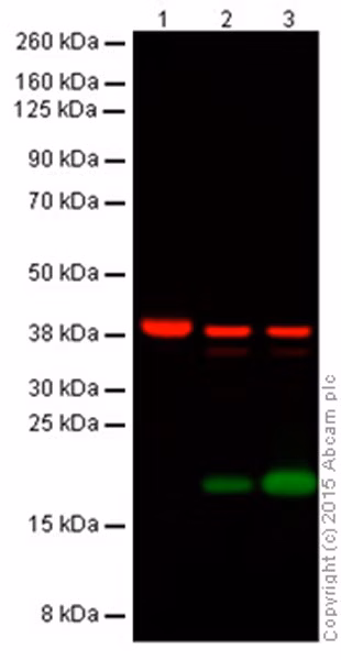 Histone H3 Citrulline R2 R8 R17 Antibody Ab5103 Western Blot Img57028
