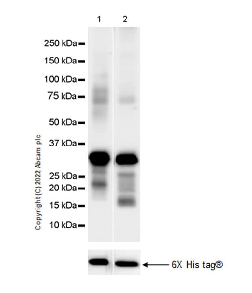 Anti-IKKi/IKKe+NAK/TBK1 antibody [EPR25258-15](AB289973)