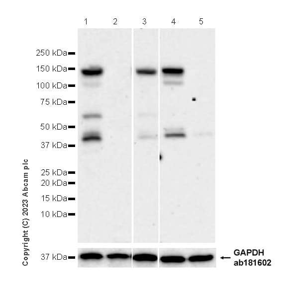 Anti-CBL antibody [17/c-Cbl](AB309549)