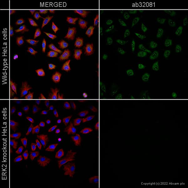 Erk2 Antibody E460 Bsa And Azide Free Ab214170  Immunocytochemistry Immunofluorescence Img408227