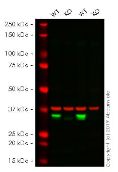 Anti-VDAC1/Porin + VDAC3 antibody [20B12AF2](AB14734)