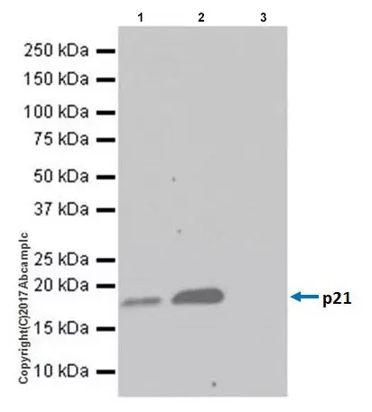 Anti-p21 antibody [EPR18021](AB188224)