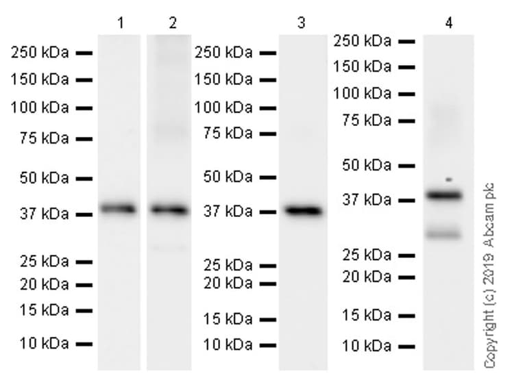Anti-Connexin 43 / GJA1 antibody [EPR22955-101] - Intercellular Junction Marker(AB235585)