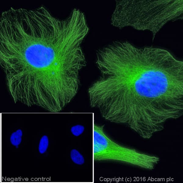 Donkey Anti-Rabbit IgG H&L (Alexa Fluor® 488)(AB150073)