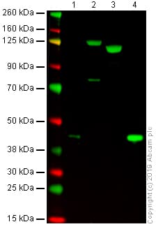 Anti-C3b / iC3b antibody [7C12](AB231078)