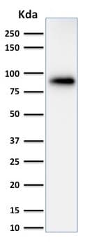 Anti-Calnexin antibody [CANX/1543] - BSA and Azide free(AB237932)