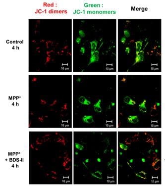 JC-1 - Mitochondrial Membrane Potential Assay Kit(AB113850)