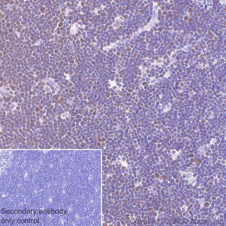 Anti-MTF2 antibody [EPR27196-167] - BSA and Azide free(AB314754)