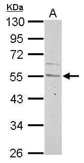 Anti-Cyclin A2 antibody(AB137769)