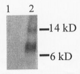 Anti-MCP1 antibody(AB7202)