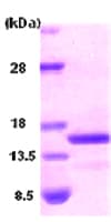 Recombinant Human BNP protein(AB87200)